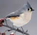 Tufted Titmouse